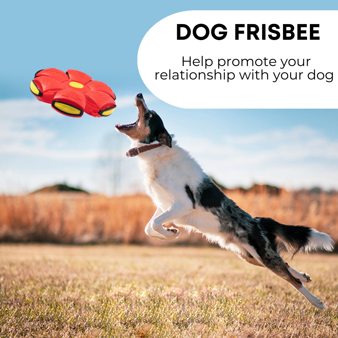 Dog Frisbee lightweight outdoor dog toy